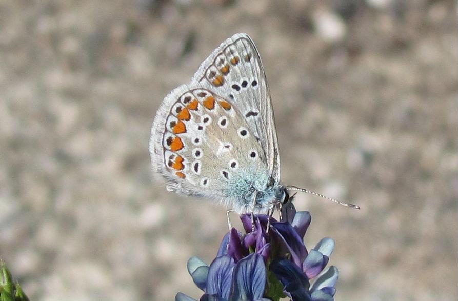 Tre Lycaenidae da ID